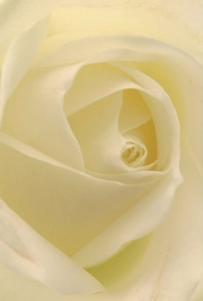 Seen through the discerning eyes of a Hoxton florist, this classic white rose exudes both tranquility and sophistication beneath the neighborhood's ever-changing sky. Up close, you become transfixed by the soft layering of its creamy petals, where shades of white melt into gentle golds, all gently illuminated as if by filtered sunlight streaming through a Victorian window. The careful spiral of the rose's heart suggests purity, resilience, and the artistry that defines floral creations crafted along the streets of East London. Perfect for heartfelt gestures-a romantic offering for a loved one, a sincere apology echoing in the quiet, or a centrepiece gracing a wedding at local venues like Geffrye Museum-the rose radiates refined elegance. The nuanced transition between creamy light and subtle shadow adds dimension, revealing the meticulous care behind each arrangement. There's an unspoken fragrance-clean and evocative-carrying with it both memories and possibility, as if the flower itself captures the spirit of Hoxton's creative, welcoming community. Whether sent to comfort, delight, or inspire, this rose is always an appropriate and meaningful gesture, elevating every occasion it graces.